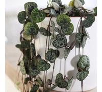 Thompson & Morgan String Of Hearts Ceropegia Woodii 8Cm Pot X 3