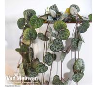 Thompson & Morgan String Of Hearts Houseplant - 10Cm Hanging Pot X 1