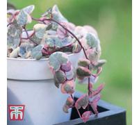 Thompson & Morgan String Of Hearts Varigated Houseplant - 8Cm Pot X 3