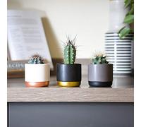 Thompson & Morgan Succulent Small Cactus Plants Indoor Gift Idea House Plant Easy to Grow For Office Conservatory & Home 5 x 5.5cm Mixed Cacti