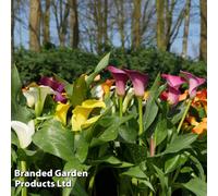 Thompson & Morgan Summer Flowering Calla Lily Spectrum Mixed 10 Bulbs