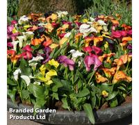 Thompson & Morgan Summer Flowering Calla Lily Summer Mixed 5 Bulbs