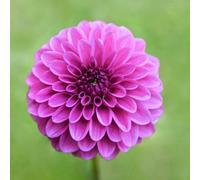 Thompson & Morgan Summer Flowering Dahlia Purple Fox 6 Tubers