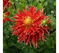 Thompson & Morgan Summer Flowering Dahlia Show 'n' Tell 3 Tubers