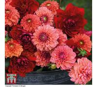 Thompson & Morgan Summer Flowering Dahlia Sunset Shades Collection 12 Tubers