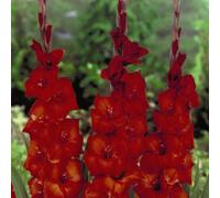 Thompson & Morgan Summer Flowering Gladioli Brown Sugar 3 Corms