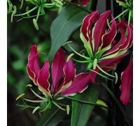 Thompson & Morgan Summer Flowering Gloriosa Superba (Glory Lily) 1 Tuber