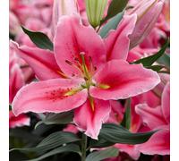 Thompson & Morgan Summer Flowering Lily Best Regards 10 Bulbs - Outdoor Garden Plants, Ideal For Borders, Pots And Containers