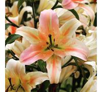 Thompson & Morgan Summer Flowering Lily Giant Peach (Zelmira) 9 Bulbs