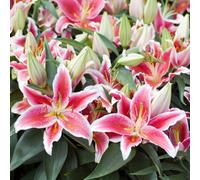 Thompson & Morgan Summer Flowering Lily Groundcover Dazzler 9 Bulbs