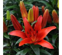 Thompson & Morgan Summer Flowering Lily Kings Joy 10 Bulbs - Outdoor Garden Plants, Ideal For Borders, Pots And Containers