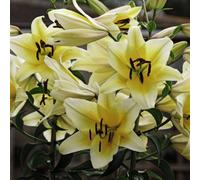 Thompson & Morgan Summer Flowering Lily Tree Yellow Rocket 3 Bulbs