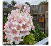 Thompson & Morgan Summer Flowering Spring Flowering Lily Longiflorum Cali 5 Bulbs