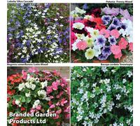 Thompson & Morgan Summer Hanging Basket Collection - 48 Plants - Summer Garden Colour, Bedding Plants