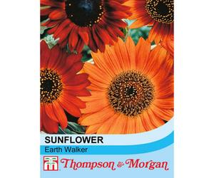 Thompson & Morgan Sunflower Earth Walker 1 Packet (30 Seeds)
