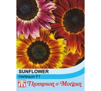 Thompson & Morgan Sunflower Harlequin F1 Hybrid 1 Seed Packet (20 Seeds)
