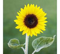 Thompson & Morgan Sunflower Helianthus Annuus Carmel F1 Vibrant Yellow Early Blooms Pollinator-Friendly Ornamental & Cut Flower. 1 Seed Packet.