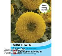 Thompson & Morgan Sunflower Helianthus Annuus Gummy Bear 1 Seed Packet (15 Seeds)