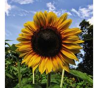 Thompson & Morgan Sunflower Helianthus Annuus Russian Giant 1 Seed Packet, Yellow