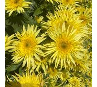 Thompson & Morgan Sunflower Lemon Cutie F1 1 Seed Packet