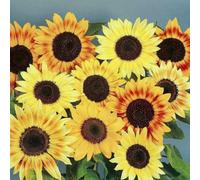 Thompson & Morgan Sunflower Music Box 1 Seed Packet (30 Seeds)