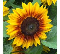 Thompson & Morgan Sunflower Orange Mahogany F1 1 Seed Packet
