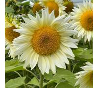 Thompson & Morgan Sunflower Pro Cut White Lite F1 1 Seed Packet