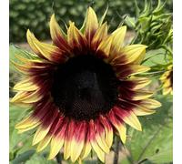 Thompson & Morgan Sunflower Ruby Eclipse F1 - Bicolour Blooms Pollen-Free Cut Flowers Easy Grow Borders Arrangements - 1 Packet