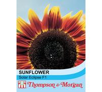Thompson & Morgan Sunflower Solar Eclipse 1 Packet (20 Seeds)