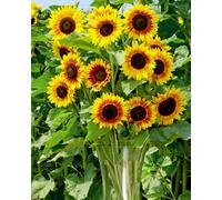 Thompson & Morgan Sunflower Solar Power F1 - Striking Blooms Easy Grow Garden Pots Attracts Pollinators - 1 Seed Packet
