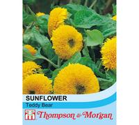 Thompson & Morgan Sunflower Teddy Bear 1 Packet (40 Seeds)