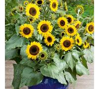 Thompson & Morgan Sunflower 'waooh' - 1 Seed Packet (20 Seeds)