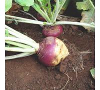 Thompson & Morgan Swede Tweed F1 Hybrid Vegetable Seeds - Hardy Winter Root Crop Sweet Nutty Flavour Easy Grow Disease Resistant