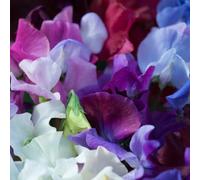 Thompson & Morgan Sweet Pea Bijou Mix 1 Seed Packet (20 Seeds), Multi