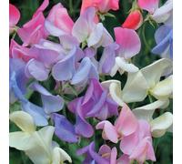 Thompson & Morgan Sweet Pea Elegant Ladies 1 Seed Packet (20 Seeds), Multi