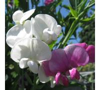 Thompson & Morgan Sweet Pea Everlasting Mix - Fragrant Colourful Long Flowering Climbing Annual Cut Flowers Garden Display - 1 Seed Packet