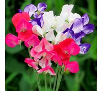 Thompson & Morgan Sweet Pea Fragrant Boundary 1 Seed Packet (20 Seeds)