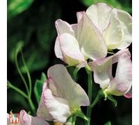 Thompson & Morgan Sweet Pea Fragrant (T&m Prize Strain Mix) 1 Seed Packet (20 Seeds)