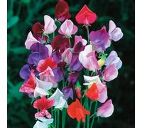 Thompson & Morgan Sweet Pea Heirloom Mix 1 Packet (20 Seeds)