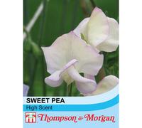 Thompson & Morgan Sweet Pea Hi-Scent 1 Seed Packet