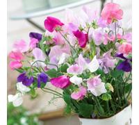 Thompson & Morgan Sweet Pea Jet Set Fragrant Multicoloured Climbing Annual Seeds Attracts Pollinators Easy Grow