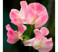 Thompson & Morgan Sweet Pea Lathyrus Tickled Pink 1 Seed Packet