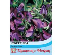 Thompson & Morgan Sweet Pea Matucana 1 Seed Packet (20 Seeds), Purple