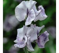Thompson & Morgan Sweet Pea Nimbus 1 Packet (25 Seeds + 25% Extra Free), Purple