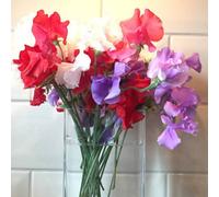 Thompson & Morgan Sweet Pea Patriotic Mix 1 Seed Packet (25 Seeds)