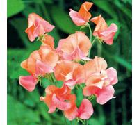 Thompson & Morgan Sweet Pea Prince Of Orange 1 Seed Packet (25 Seeds)