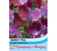Thompson & Morgan Sweet Pea Purple Pimpernel 1 Packet (20 Seeds)