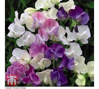 Thompson & Morgan Sweet Pea Scent Infusion - 1 Seed Packet (25 Seeds)