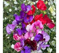 Thompson & Morgan Sweet Pea Scentsational Mix Seeds - Mixed Colours Long Flowering Hardy Annual Approx 25 Seeds