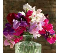 Thompson & Morgan Sweet Pea Supersonic 1 Seed Packet (20 Seeds)